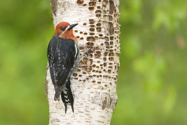 Sapupker de peito vermelho empoleirado no tronco da árvore
. — Fotografia de Stock