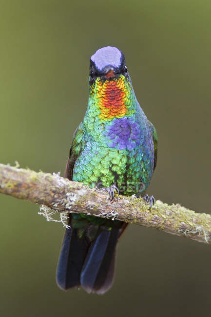 Colorful fiery-throated hummingbird perched on tree branch in Costa Rica. — Stock Photo