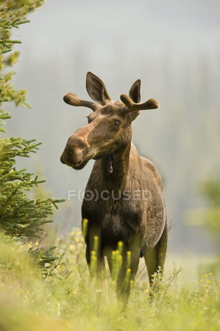 Junger Elch im Wald der felsigen Berge, Alberta, Kanada — Stockfoto