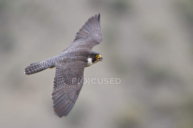 Halcón peregrino gris volando con alas extendidas en el aire . - foto de stock