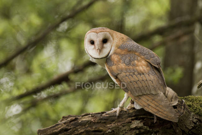 Barn owl sitting on tree branch in forest. — Stock Photo