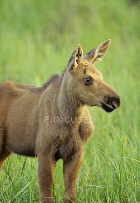 Juvenile moose in green meadow grass of Algonquin Provincial Park, Ontario, Canada — Stock Photo