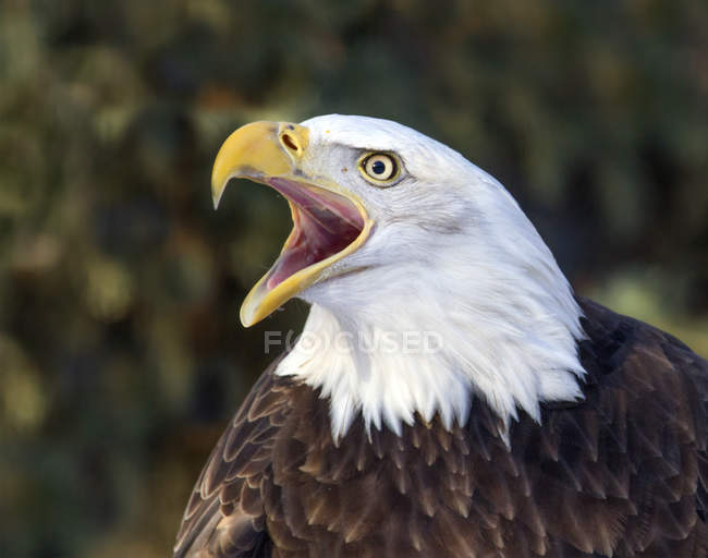 Portrait of calling bald eagle outdoors. — Stock Photo