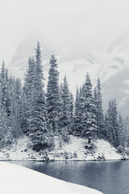 Árvores cobertas de neve por Elbow Lake no Elbow Pass em Peter Lougheed Provincial Park, Alberta, Canadá . — Fotografia de Stock