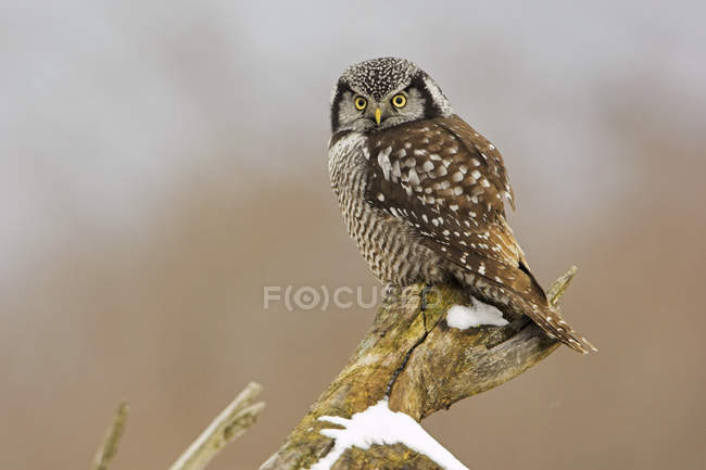 Northern hawk-owl perched on tree stump in snowy forest. — Stock Photo