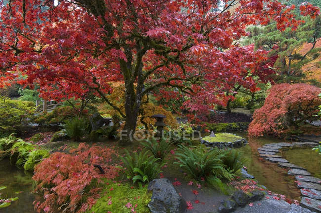 Herbstliches Laub und Pfad durch Bach im japanischen Garten, Butchartgärten, Brentwood Bay, Britische Columbia, Kanada — Stockfoto