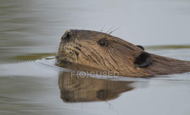Close-up of beaver peering from water in Alberta, Canada — Stock Photo