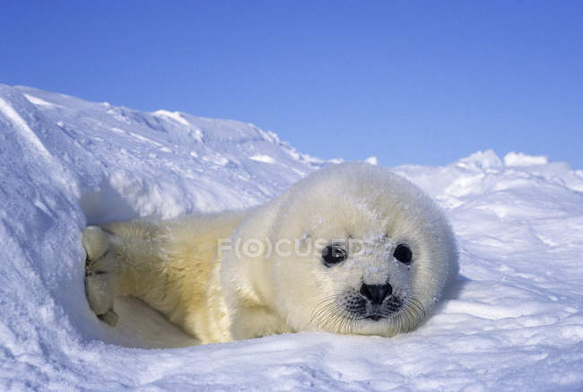 Vista panorámica del cachorro de foca arpa que descansa sobre la nieve
. - foto de stock