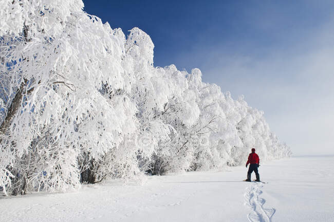 Ein Mann mit Schneeschuhen in Richtung frostbedeckter Bäume im Schutzgürtel, in der Nähe von Cooks Creek, Manitoba, Kanada — Stockfoto
