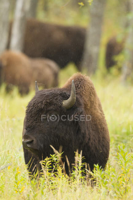 Bisontes de madera pastando sobre hierba en el Parque Nacional Elk Island, Alberta, Canadá - foto de stock