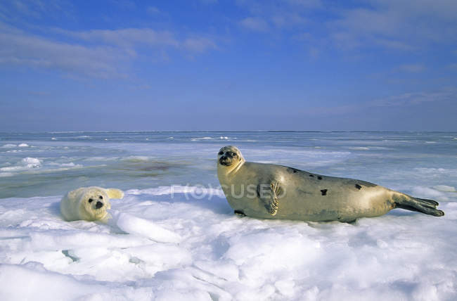 Sigillo di arpa e cucciolo a riposo nella neve del Golfo di San Lorenzo, Canada . — Foto stock