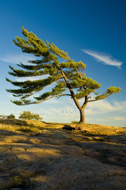 Веймутова pine з вітром листям, Провінційний парк Killbear, Онтаріо, Канада — стокове фото