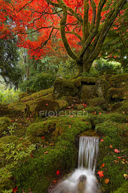 Follaje y arroyo otoñal en Japanese Garden, Butchart Gardens, Brentwood Bay, Columbia Británica, Canadá - foto de stock