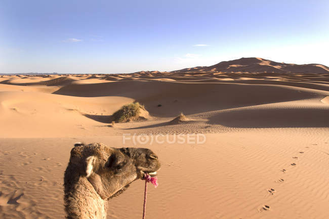 Inländisches Kamel in den Wüstendünen von Sahara in Marokko — Stockfoto