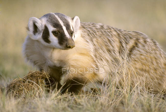 American badger digging burrow in prairie grassland, Alberta, Canada — Stock Photo