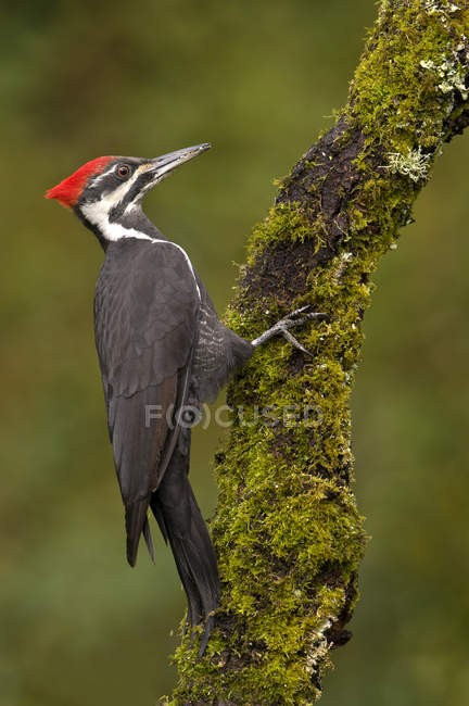 Pileated woodpecker sitting on mossy tree branch in woodland. — Stock Photo