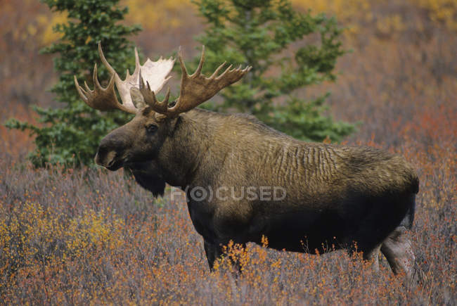 Moose walking in tundra meadow of Denali National Park, Alaska, Stati Uniti d'America . — Foto stock