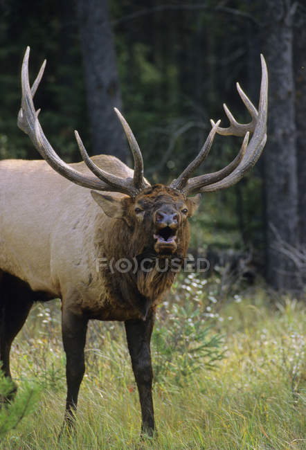 Elk dando una llamada bulliciosa en el prado de Alberta, Canadá . - foto de stock