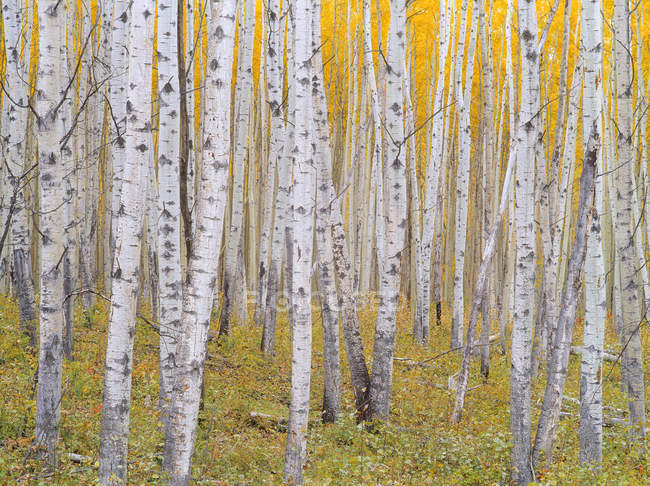 Foresta di Aspen in fogliame autunnale in Kananaskis Country, Alberta, Canada — Foto stock