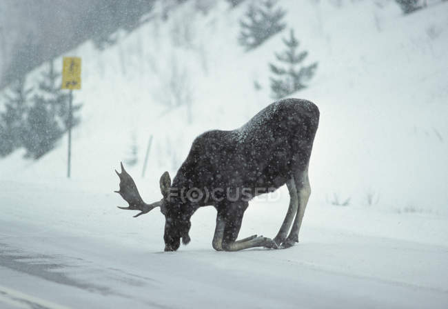 Elchmännchen kniet und leckt Salz von der Winterstraße im Algonquin Provinzpark, Ontario, Kanada — Stockfoto