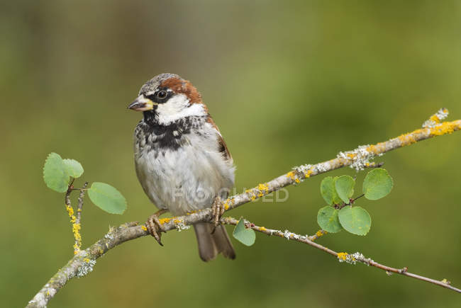 House sparrow perched on tree branch, close-up. — Stock Photo