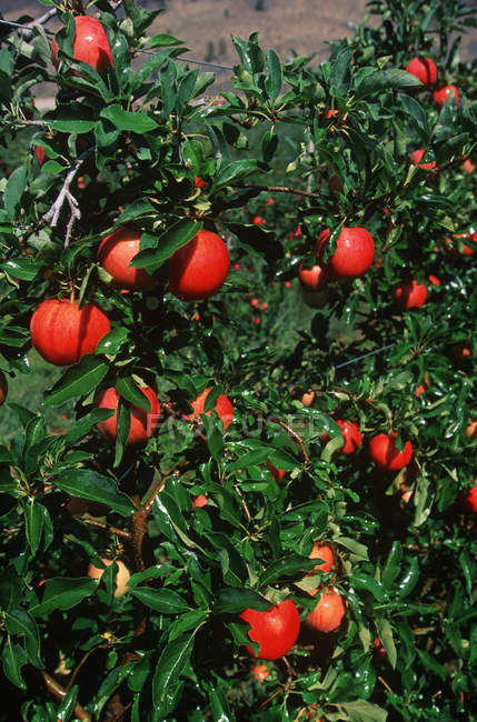 Pommes Okanagan mûres dans un verger, Colombie-Britannique, Canada . — Photo de stock