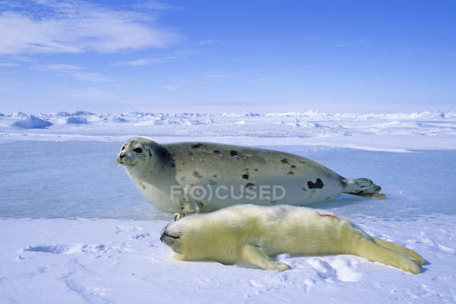 Harp seal and pup resting in snow of Gulf of Saint Lawrence, Canada. — Stock Photo