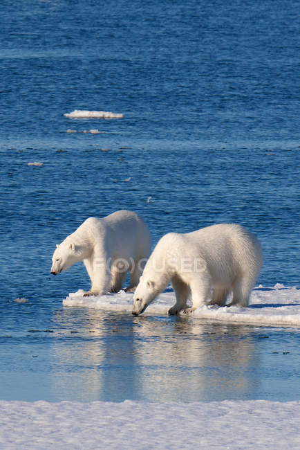 Dois ursos polares caçando na costa gelada do Arquipélago de Svalbard, Ártico norueguês — Fotografia de Stock