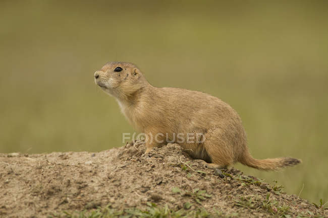 Black-tailed prairie dog at burrow in grassland meadow — Stock Photo