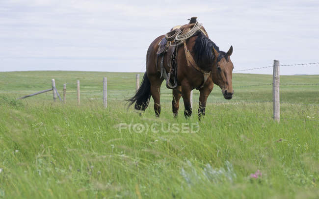 Cavallo bruno con sella nel verde paese di Sasketchewan, Canada — Foto stock