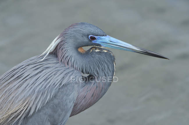 Tricolored heron bird sitting outdoors, close-up — Stock Photo