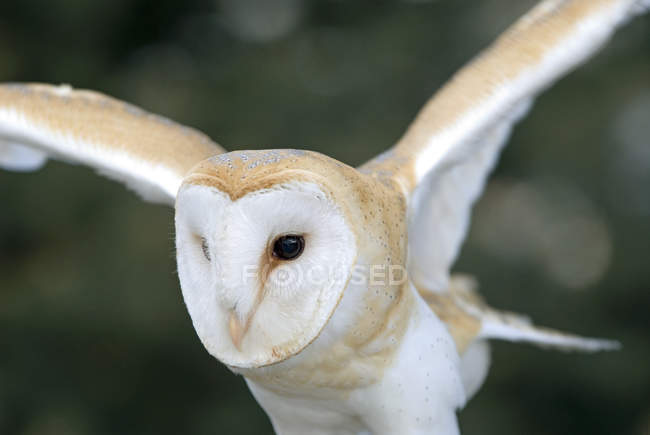 Close-up of barn owl flying outdoors. — Stock Photo