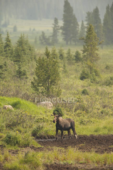 Moose in meadow of Rocky Mountains, Alberta, Canada — Stock Photo