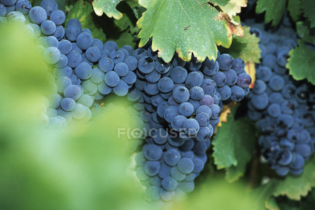 Uvas azuis que crescem em vinha em folhagem verde — Fotografia de Stock