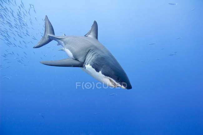 Grande tubarão branco nadando por Isla Guadalupe, Baja, México — Fotografia de Stock