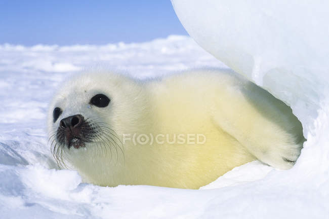 Newborn harp seal pup with yellow coat in snow of Gulf of Saint Lawrence River, Canada. — Stock Photo