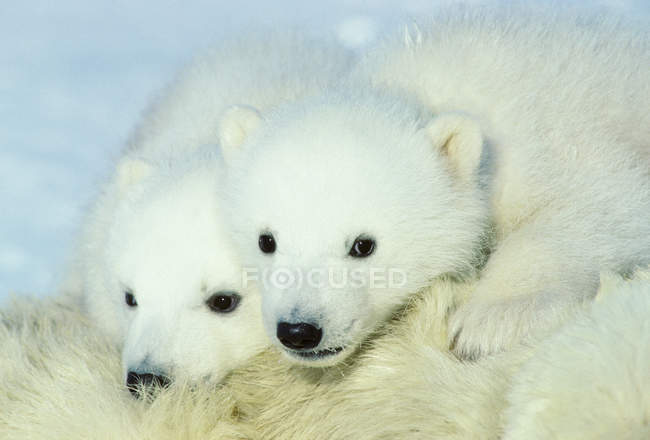 Polar bear cubs cuddling on female animal fur in snow of Arctic Canada. — Stock Photo