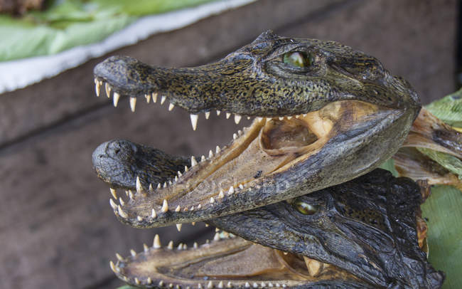 Cabezas de cocodrilo en escena de mercado de Iquitos en Perú - foto de stock