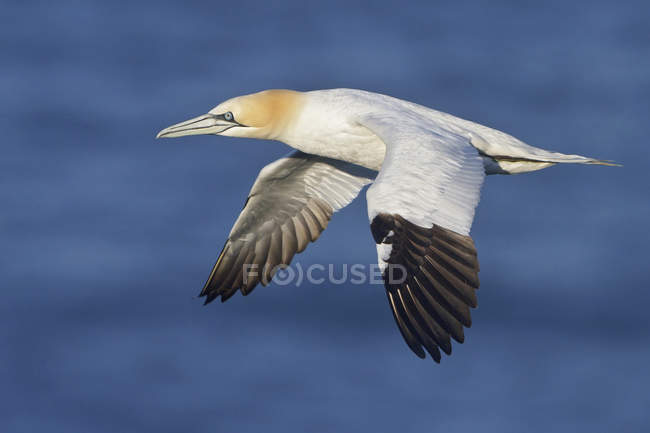 Northern gannet bird flying along sea water — Stock Photo