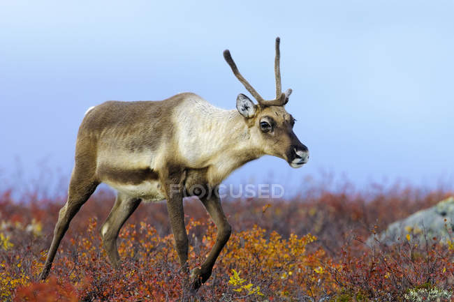 Karibus-Kuh auf herbstlicher Tundra in Nordwest-Territorien, arktisches Kanada — Stockfoto