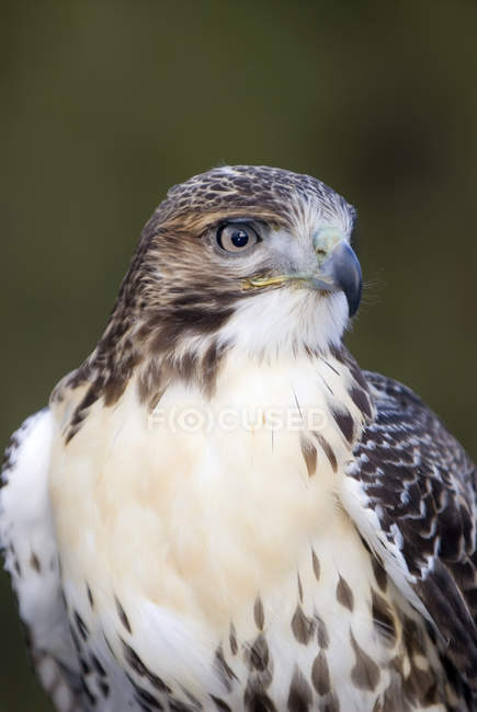Bellissimo uccello falco dalla coda rossa, ritratto . — Foto stock