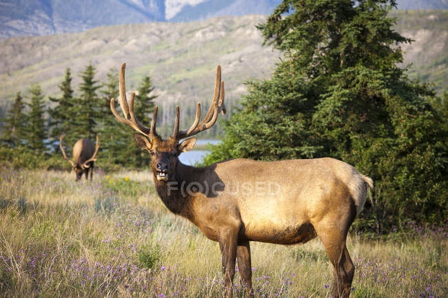 Rocky mountain elks grazing in Jasper National Park, Alberta, Canada. — Stock Photo