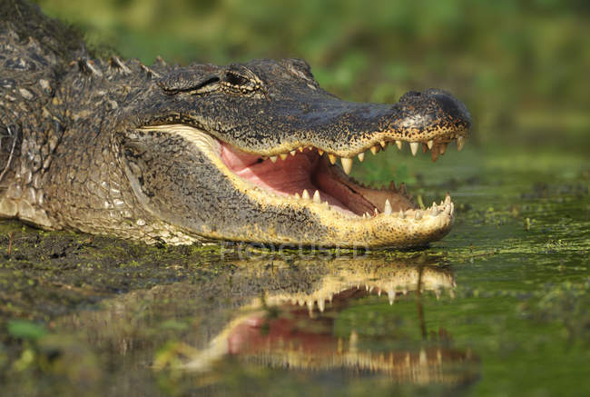 Close-up of alligator with mouth open at Brazos Bend State Park, Texas, United States of America — Stock Photo