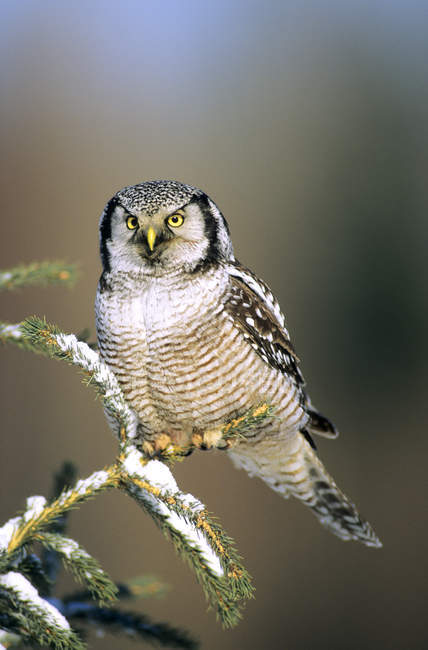 Falco gufo del nord appollaiato su ramo di abete con neve nei boschi . — Foto stock