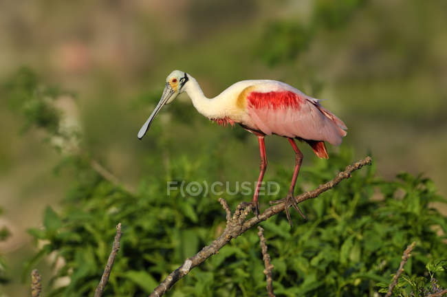Roseate spoonbill standing on dry branch. — Stock Photo