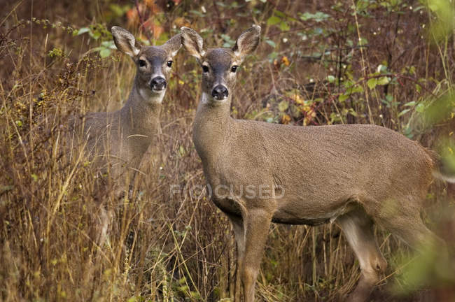 Две самки оленя в осенних кустах — стоковое фото