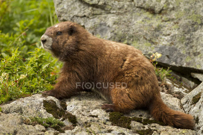 Brown Vancouver Island Marmot sentado em rochas no prado alpino, close-up . — Fotografia de Stock