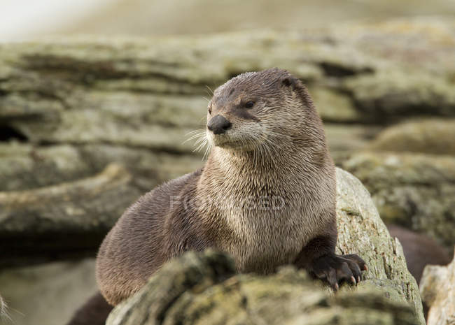 North American river otter on shore in British Columbia, Canada — Stock Photo