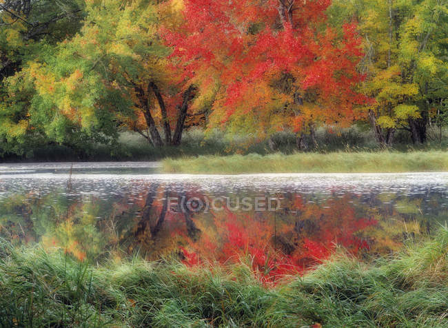 Trees in autumnal foliage reflecting in Mersey River, Kejimkujik National Park, Nova Scotia, Canada — Stock Photo