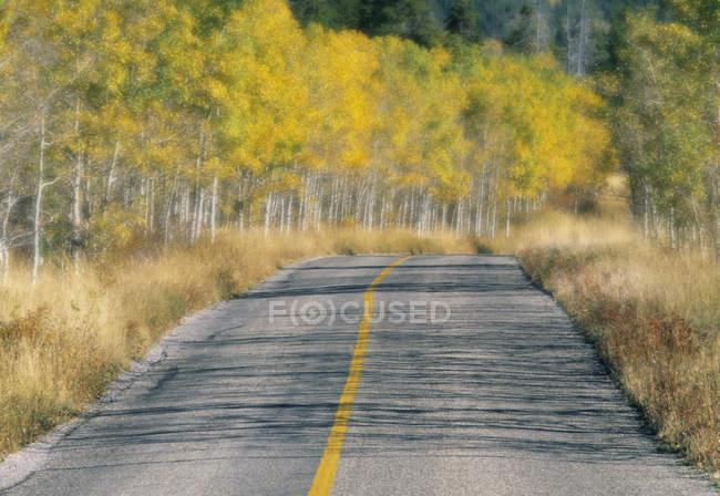 Red Rock Canyon Road nel Waterton Lakes National Park, Alberta, Canada . — Foto stock